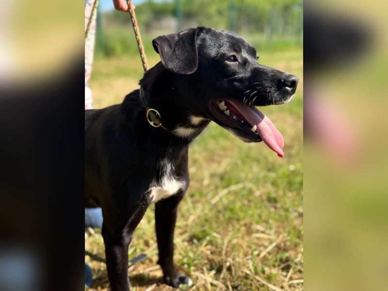 Loco, 24.03.2024 geboren, 43cm sucht sein Zuhause (Pflegestelle Deutshcland)