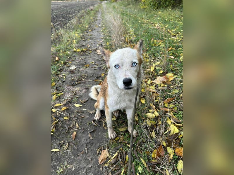 Princess, 2 Jahre, 45cm sucht seine Menschen