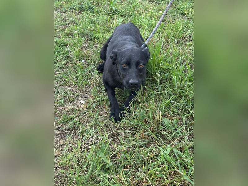 Zafir, geboren 15.11.2022, 51cm sucht Zuhause fürs Leben