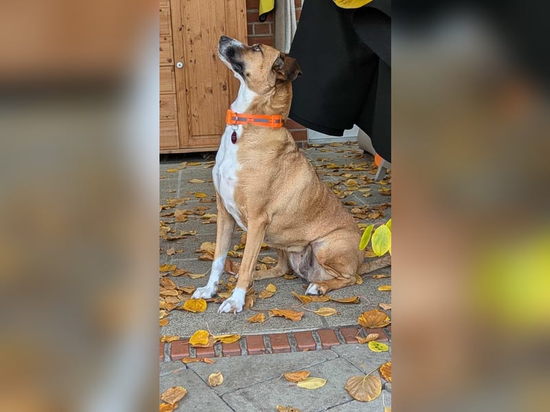 Miranda, geboren 16.08.2020, 49cm sucht ihr für immer Zuhause (Pflegestelle in Deutschland)