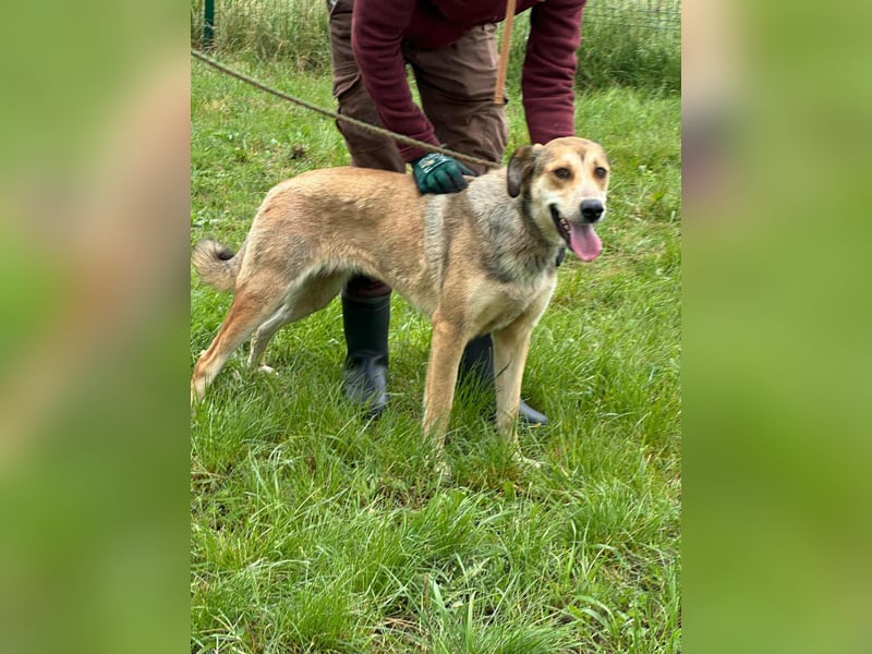 Fahej, geboren 01.03.2023, 53cm sucht tierliebe Menschen