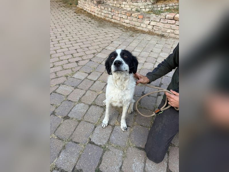 Boy, geboren 02.11.2025, 45cm sucht seine Herzensmenschen