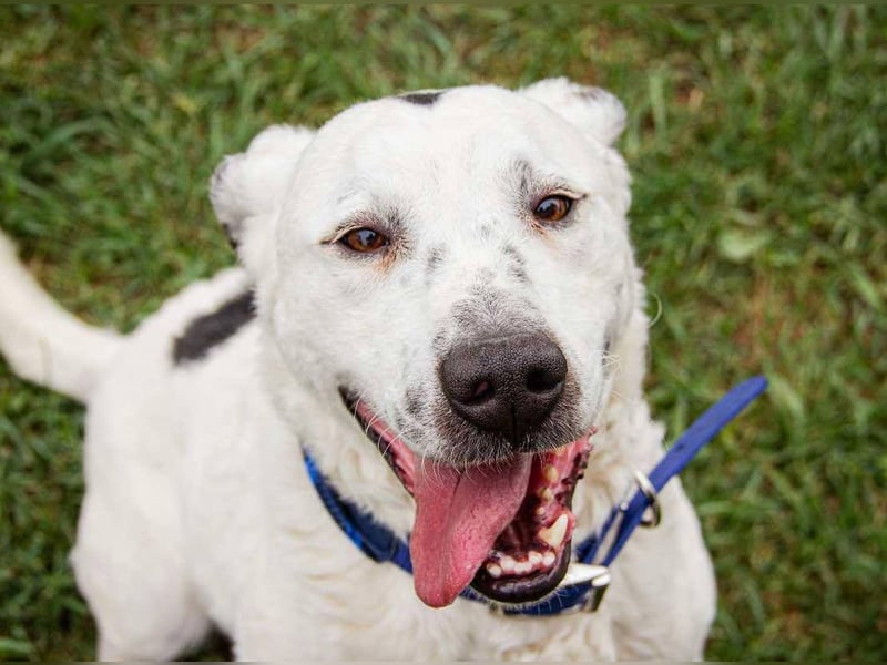 Dallas, geboren 11.10.2018, 50cm sucht sein Zuhause