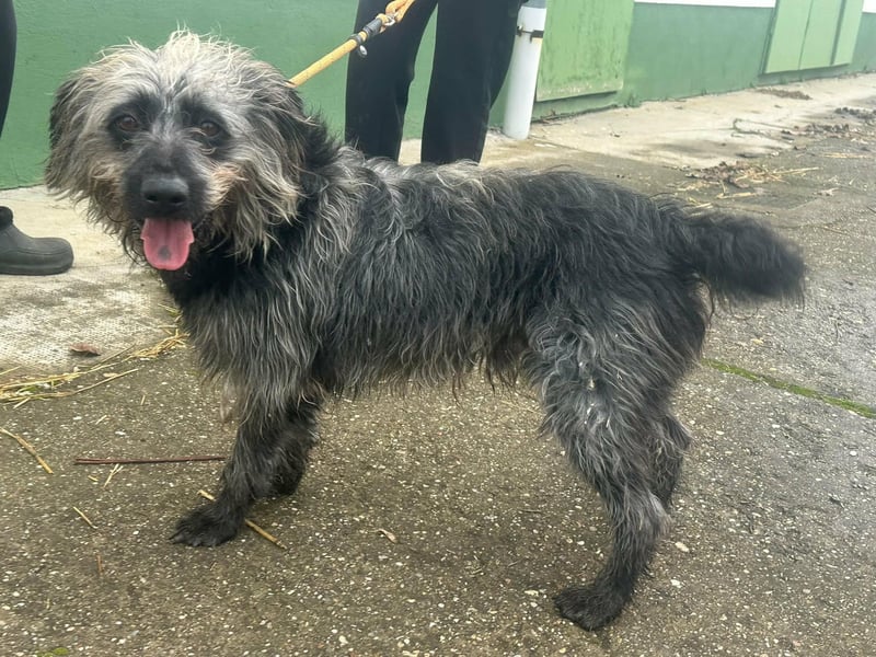 Ficko, geboren 10.08.2022, 47cm sucht sein Glück