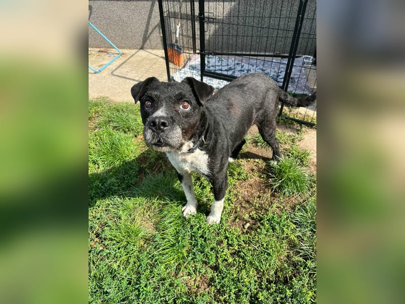 Thea, geboren 01.01.2015, 45cm sucht ruhiges Zuhause