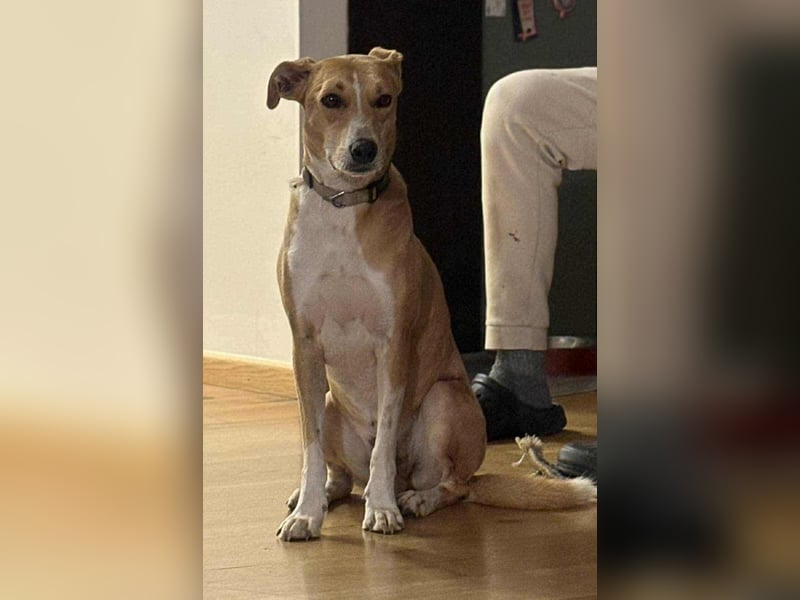 Törpie, 3 Jahre, 46cm sucht sein für immer Zuhause