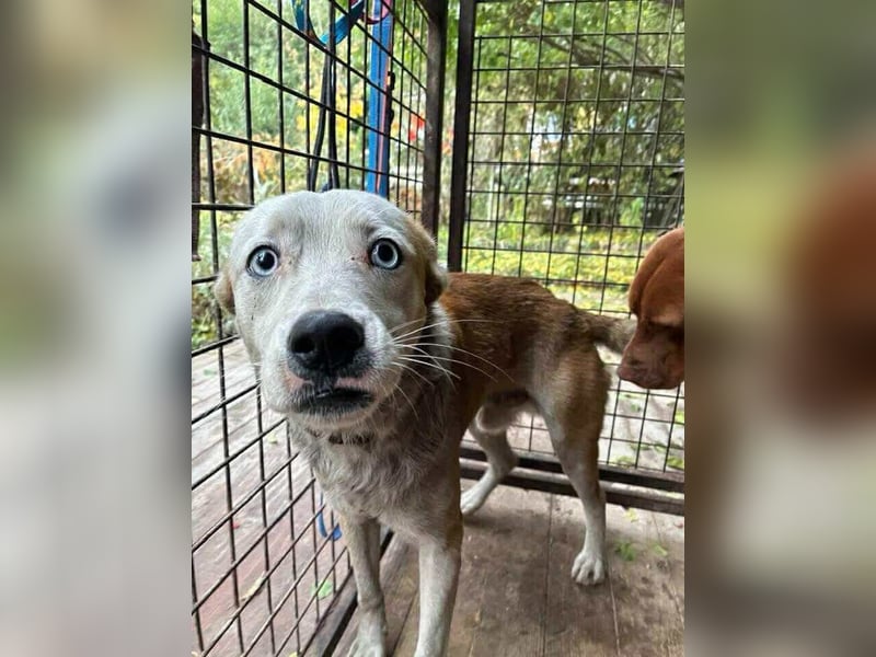 Princess, 2 Jahre, 45cm sucht seine Menschen