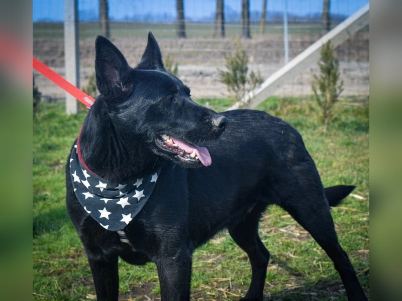 Aliz, geb. 2020, 52 cm, möchte ihre Familie kennenlernen