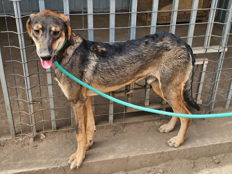 Ringo, geboren 07.01.2026, 52cm sucht sein Zuhause