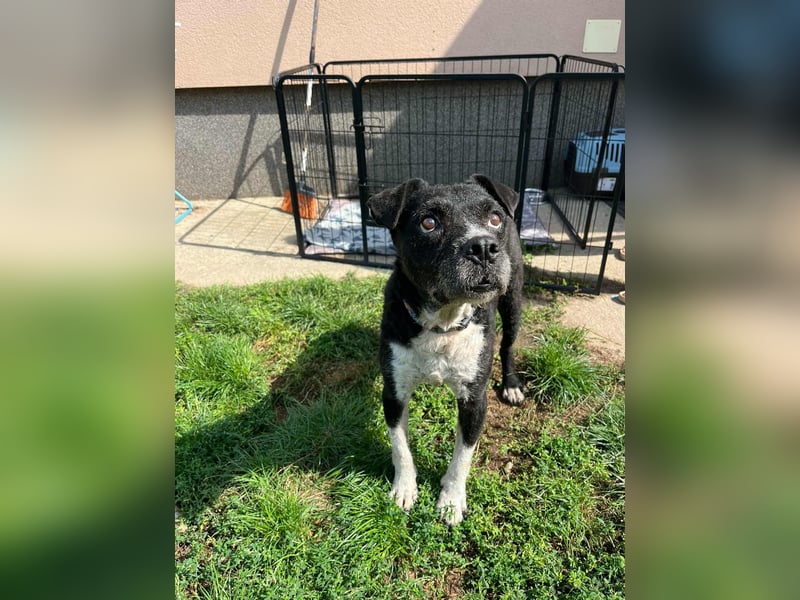 Thea, geboren 01.01.2015, 45cm sucht ruhiges Zuhause