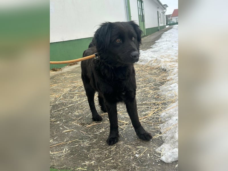 Kamilla, geboren 07.08.2024, 46cm suchtihr Glück