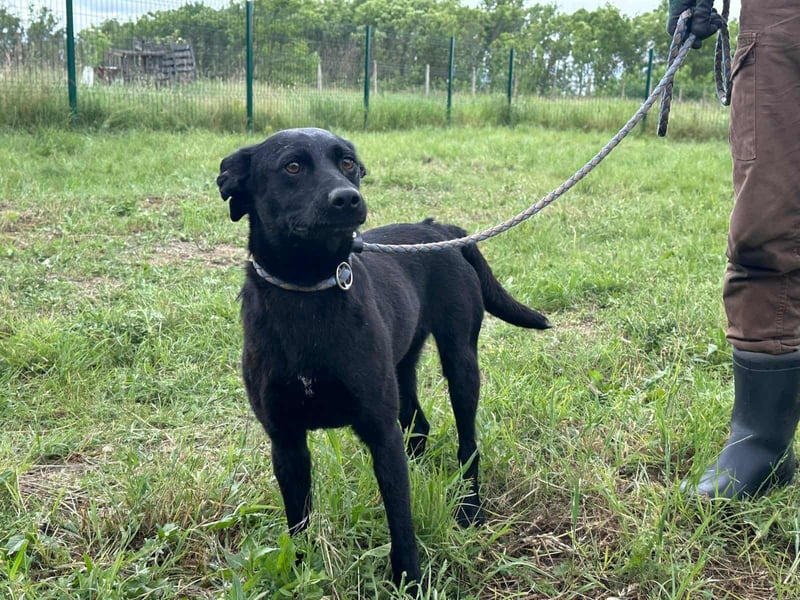 Zafir, geboren 15.11.2022, 51cm sucht Zuhause fürs Leben