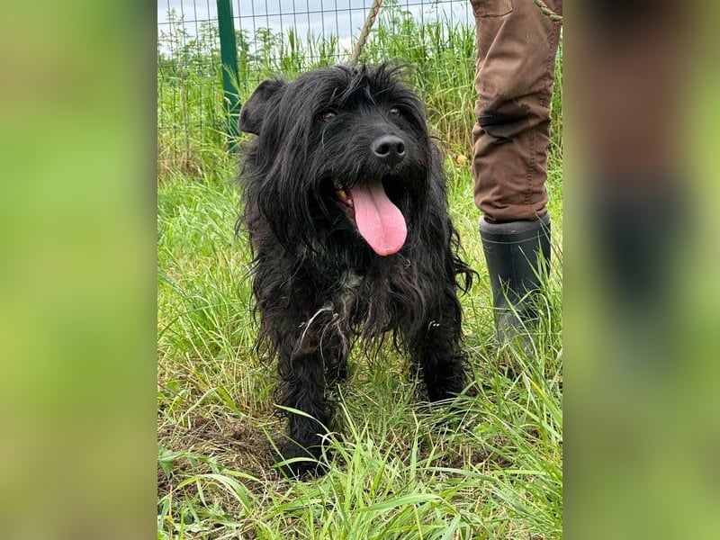 Rambo, geb. 01.03.2023, 42 cm,  sucht seine Herzensmenschen