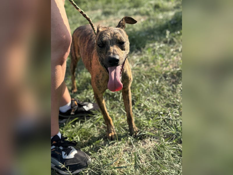 Cosmo, geboren 09.2023, 49cm sucht sein Abenteuer