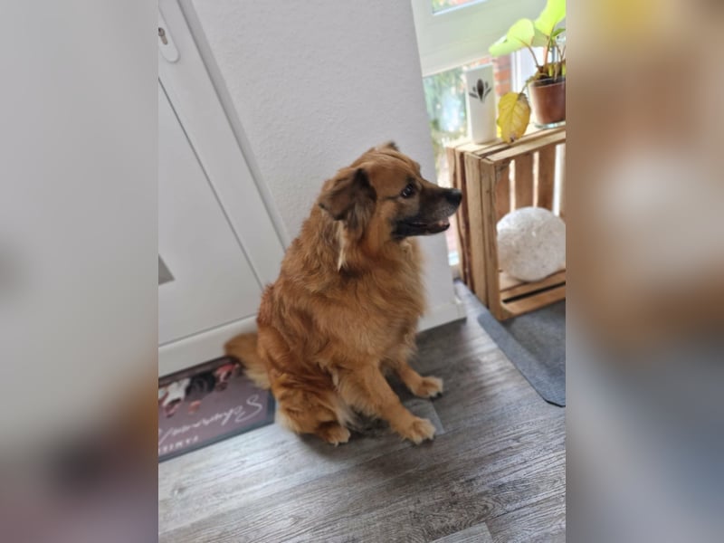 Luke, 8 Jahre, 52cm sucht neues Zuhause