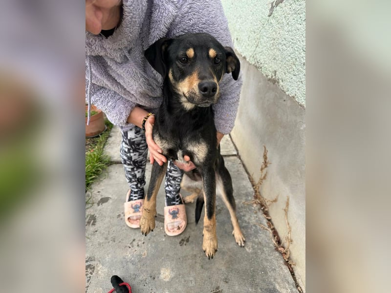 Mirella, geboren 05.12.2023, 46cm sucht ihre Menschen