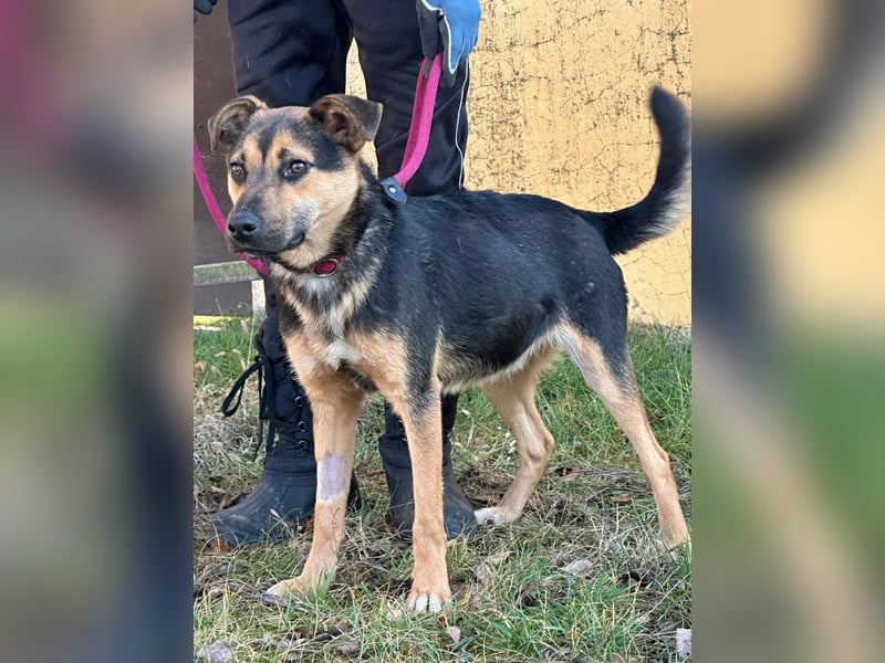 Gofi, geboren 01.08.2024, 46cm sucht seine Menschen