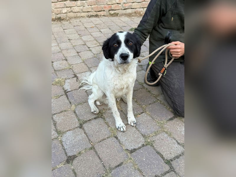 Boy, geboren 02.11.2025, 45cm sucht seine Herzensmenschen