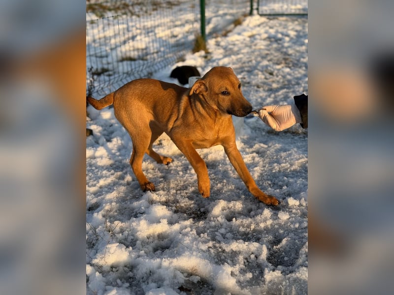 Tequila, geboren 25.08.2025, 45cm sucht Ihr Zuhause