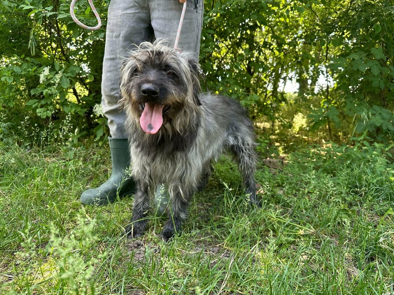 Ficko, geb. 08/2022, 47 cm, wartet auf seine Menschen