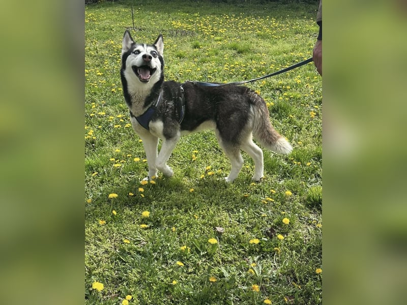 Lejla, geb. 09.2020, 51cm, sucht ihre Chance
