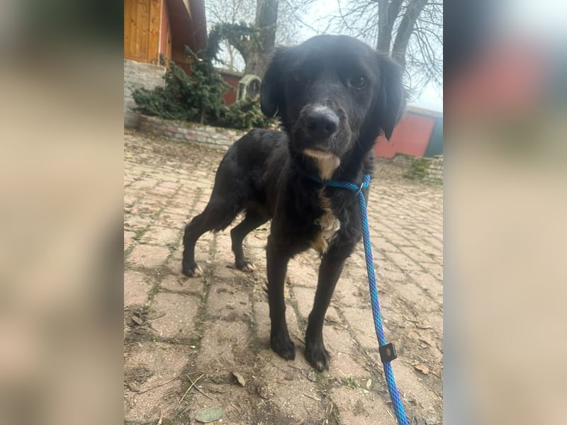 Zsazsa, geb. 01.2025, 52cm sucht ihr für immer Körbchen