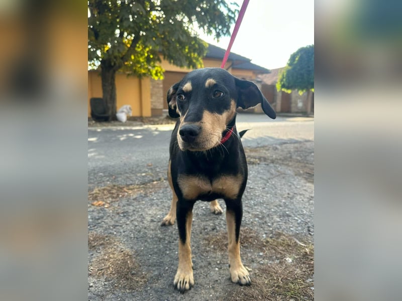 Bella, geboren 05.07.2022, 50cm sucht ihr Zuhause