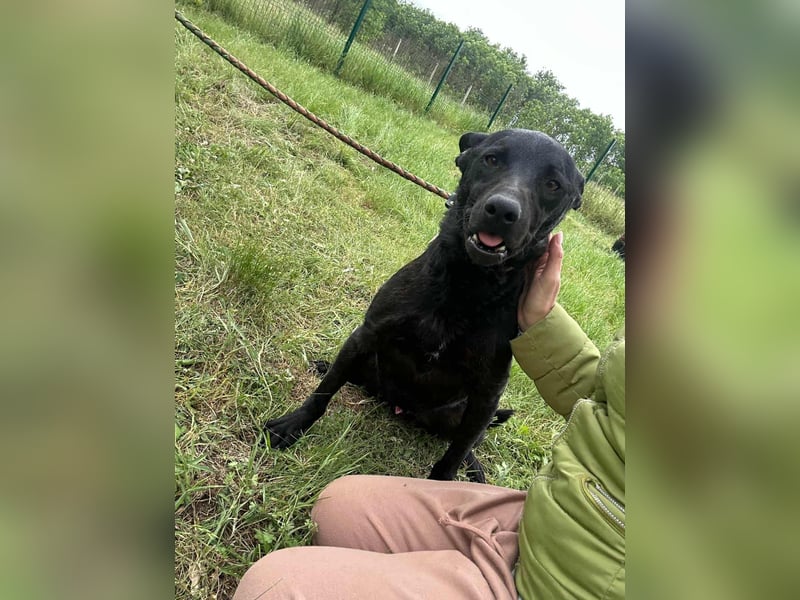 Dennis, geboren 01.06.2023, 53cm sucht nach seinem Glück