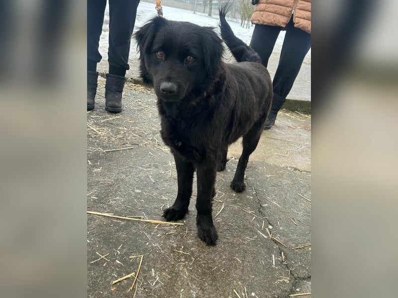 Kamilla, geboren 07.08.2024, 46cm suchtihr Glück