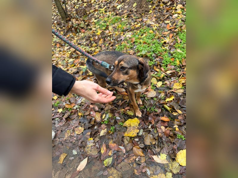 Priscy, 2 Jahre, 42cm sucht ihr Körbchen