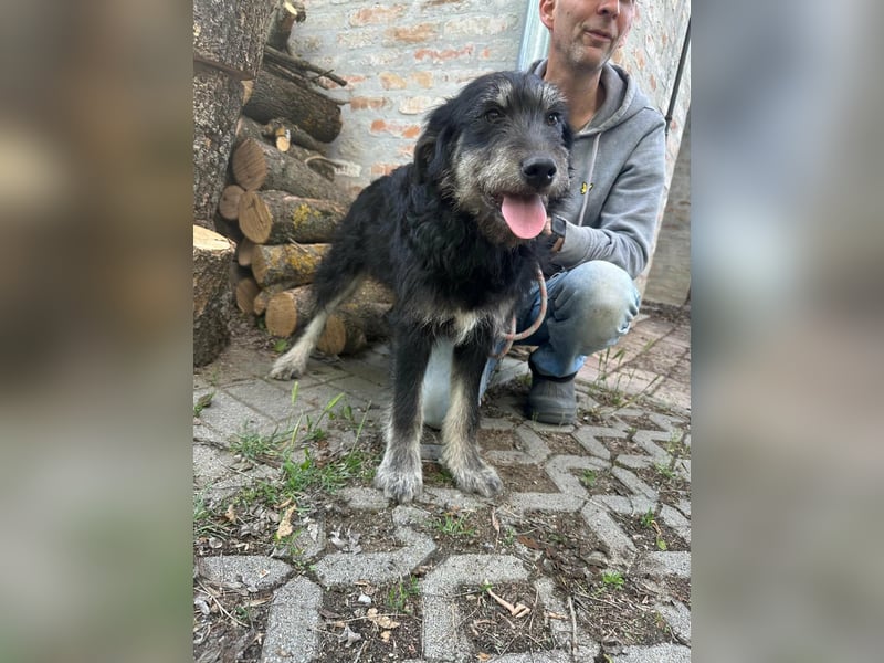 Timon, geb. 12.2025, 44cm sucht seine Abenteurer