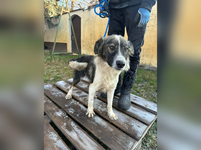 Fanni, geboren 01.11.2024, 49cm sucht ihr Plätzchen