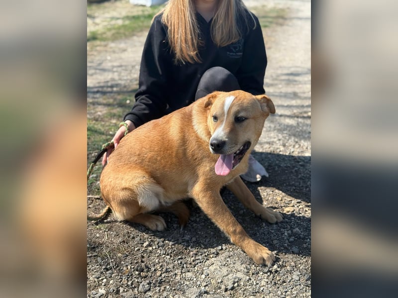 Bambusz, geboren 25.09.2025, 48cm sucht ihr Zuhause