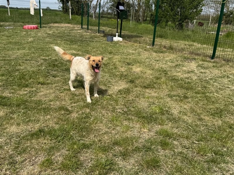 Ginger, geboren 01.01.2022, 44cm sucht ihr Herzenszuhause
