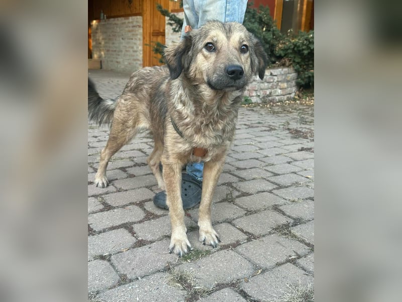 Ada, geboren 01.09.2022, 52cm sucht ihre Menschen