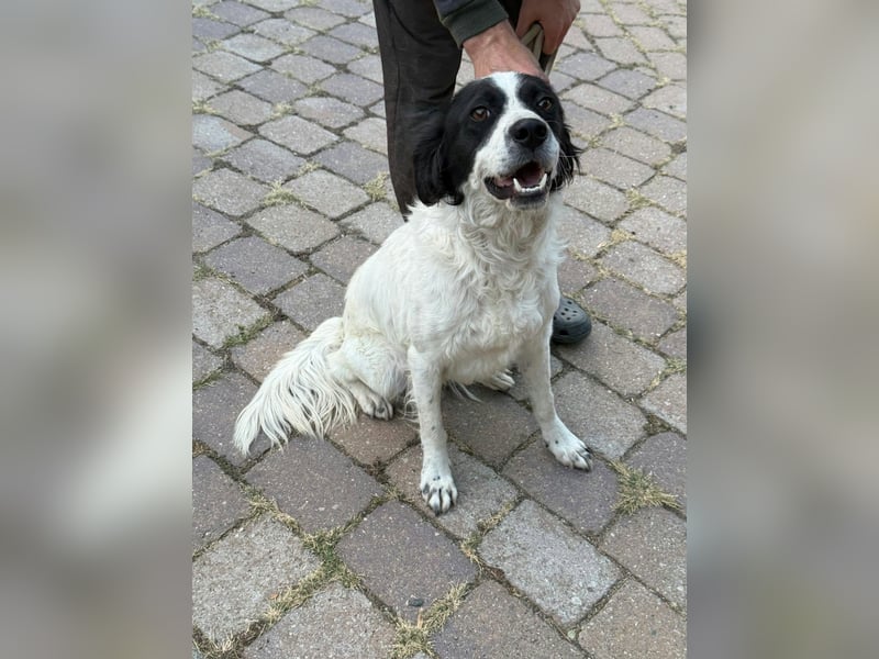 Boy, geboren 02.11.2025, 45cm sucht seine Herzensmenschen