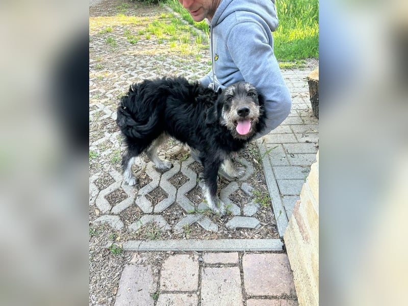 Timon, geb. 12.2025, 35cm sucht seine Abenteurer