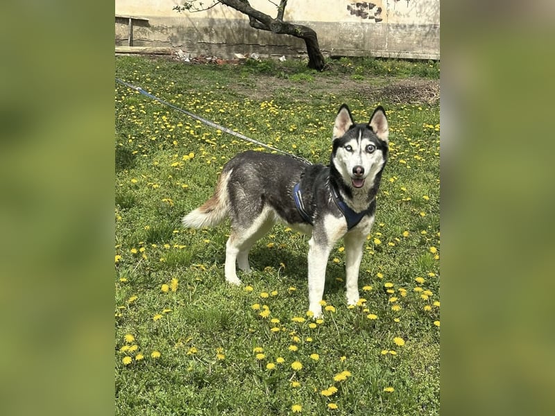 Lejla, geb. 09.2020, 51cm, sucht ihre Chance