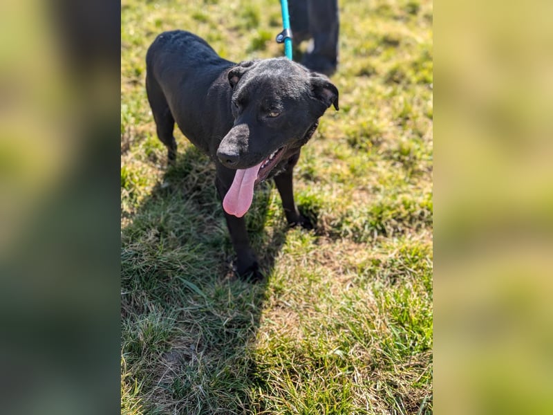 Thyson, geb. 04.2024, 50cm, sucht sein für-immer-Körbchen