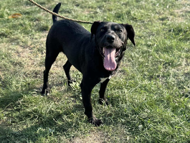 Kobold, geb. 09.2023, 52cm,