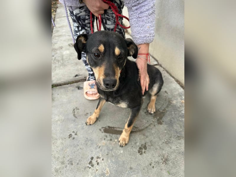 Mirella, geboren 05.12.2023, 46cm sucht ihre Menschen