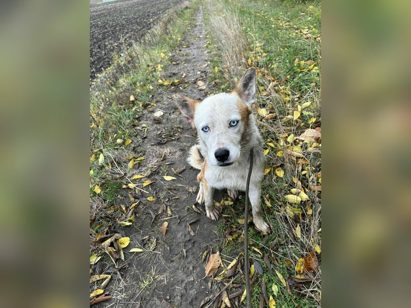 Princess, 2 Jahre, 45cm sucht seine Menschen