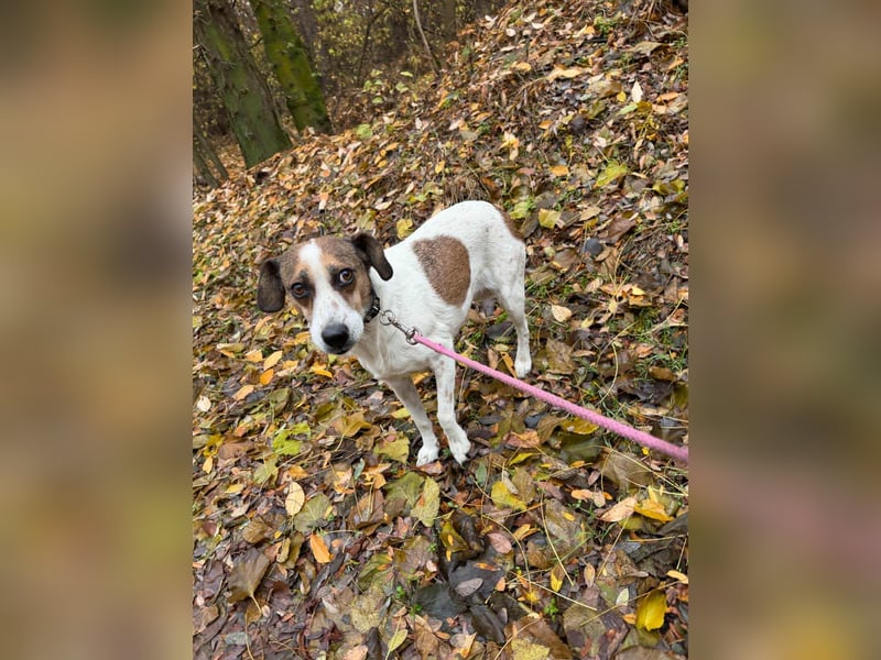 Csiri, 4 Jahre, 45cm sucht ihr Körbchen