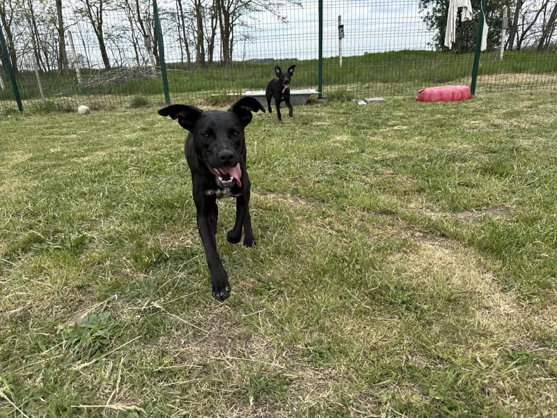 Hetty, geb. 01.2025 sucht ihre Menschen
