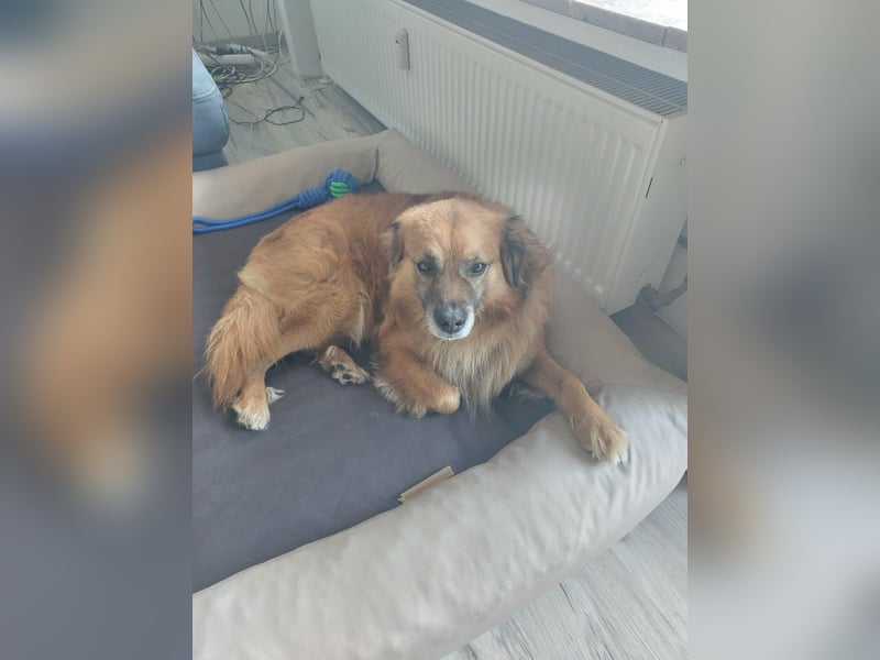 Luke, 8 Jahre, 52cm sucht neues Zuhause