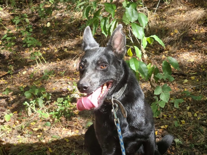 Zeusz, geb. 10/21, 45 cm, wartet auf seine Chance