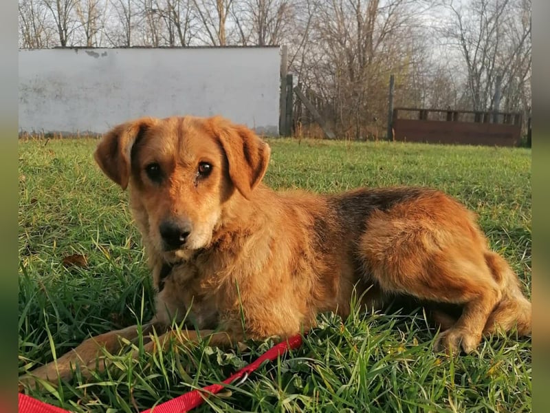 Sophie, geboren 26.06.2022, 48cm sucht ihre Menschen