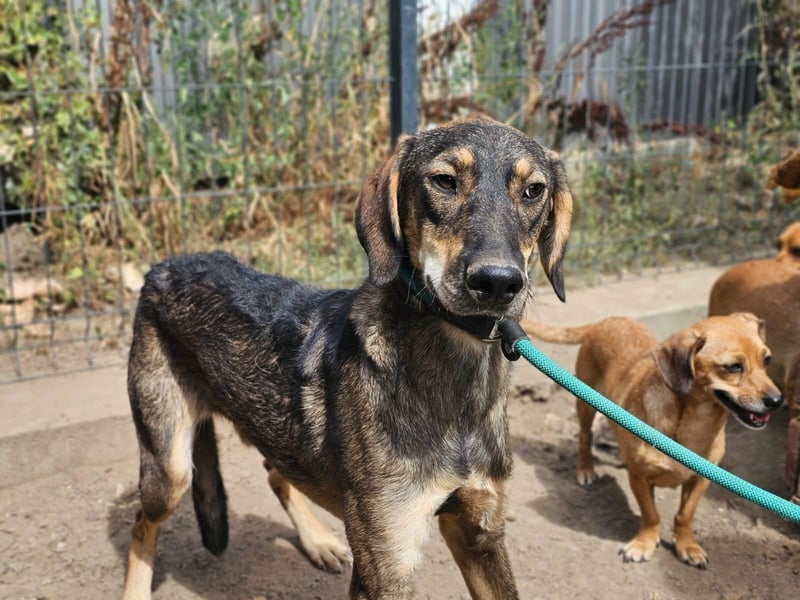 Ringo, geboren 07.01.2026, 52cm sucht sein Zuhause