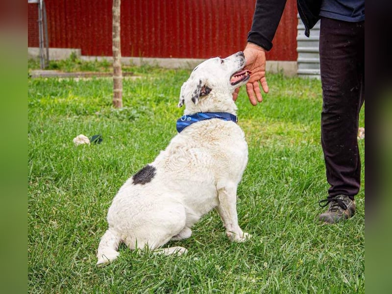 Dallas, geboren 11.10.2018, 50cm sucht sein Zuhause