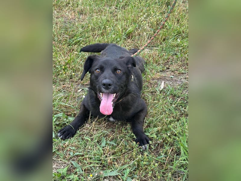 Kobold, geb. 09.2023, 52cm,